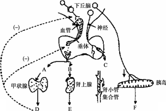 家兔的內分泌系統與人體相似,如圖所示為其下丘腦與部分其他內分泌腺