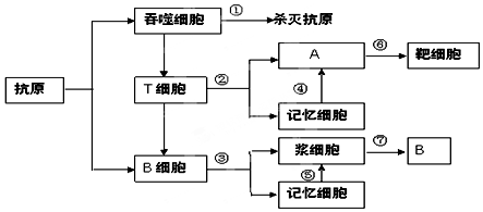 (2)抗體的化學本質為___.當b細胞受到抗原刺激