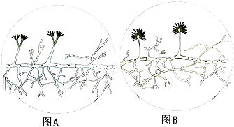 如图为青霉和曲霉的结构示意图