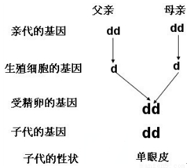 dd和dd杂交遗传图图片