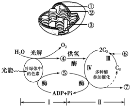 如圖分別是葉綠體模型圖和綠色植物光合作用過程圖解,請根據圖回答