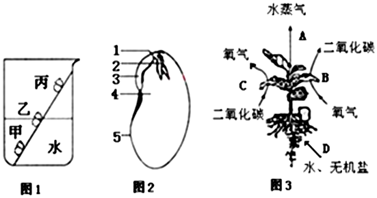 (1)图1是某同学探究影响菜豆种子