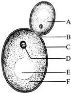 (3)细菌与酵母菌结构上的不同是:酵母菌细胞内有成形的细胞核,而细菌