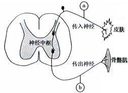 如图所示为蛙的某项反射活动的模式图,a和b是电位计所在位置,下列说法