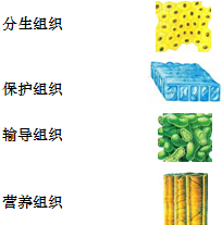 请将左侧所列植物体四种主要组织的名称与右侧对应的图示用直线连接