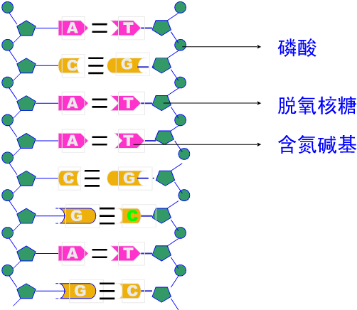 (2)双链dna分子中,非互补配对的碱基之和占碱基总数的一半