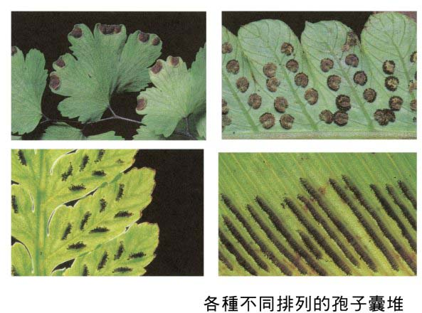 蕨类植物叶的背面会出现一个个褐色的斑块隆起,其里面含有大量的( )