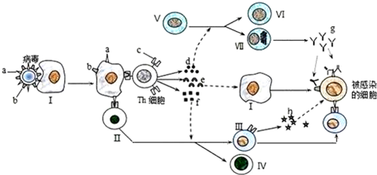 如圖是人體免疫反應過程的部分模式圖,Ⅰ～Ⅴ表示不同種類的細胞.