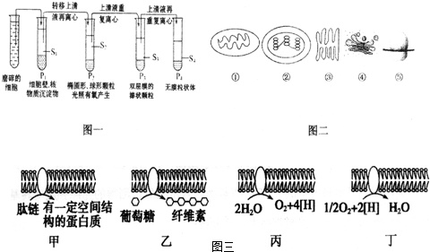 植物叶肉细胞图片