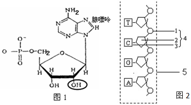 如图是某核苷酸与核苷酸长链的示意图,据图回答问题