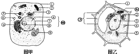 圖甲,乙是細胞亞顯微結構示意圖,請據圖回答([]內填編號)