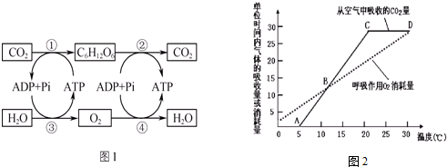 如圖2為該幼苗的光合速率,呼吸速率隨溫度變化的曲線圖