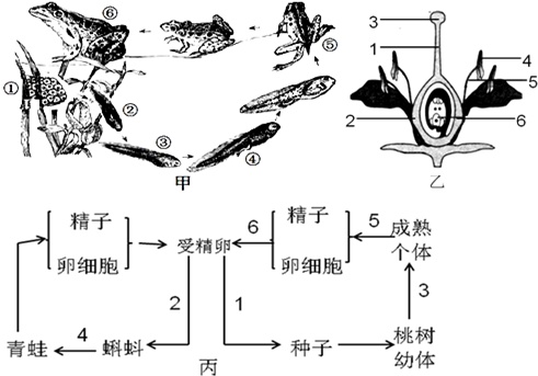 身体结构青蛙生殖模式图蛙的生殖与发育过程示意图蝌蚪演变成青蛙步骤