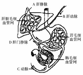 图6为人体的肝脏,胃,部分小肠及相关的血液循环示意图,请据图回答问