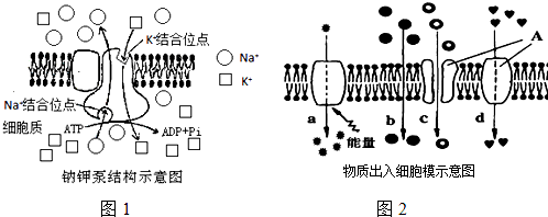 图1是红细胞膜上的钠钾泵结构示意图,请据图分析回答