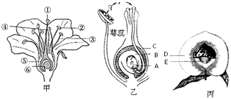 如图是被子植物从花发育成果实的过程,请据图回答