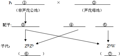 芦丁鸡杂交图谱图片