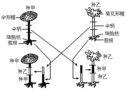 生物嫁接示意图图片