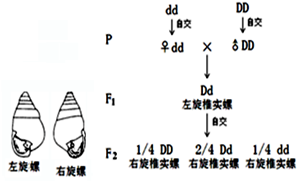 (2)圖2中f 2自交產生子代的表現型中左旋與右旋的比值為___.