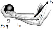手臂杠杆示意图图片