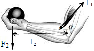手臂费力杠杆示意图图片