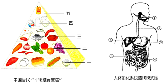 请根据人体消化系统结构模式图和中国居民"平衡膳食宝塔"答题