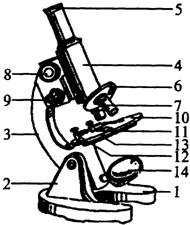如圖是顯微鏡圖,據圖回答