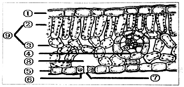 菹草叶横切面结构图图片