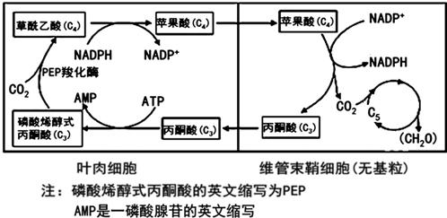 高粱玉米等植物和普通的绿色植物不同其光合作用的暗反应过程如图所示