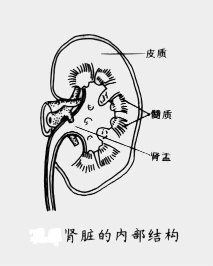 肾的解剖结构图手绘图片