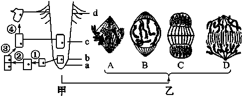 如图甲中a,b,c,d表示某植物根尖的不同区域,图乙是用高倍显微镜观察到