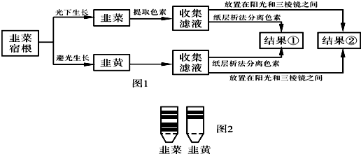 (2)紙層析法分離色素的