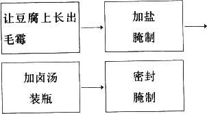 腐乳的制作过程图片