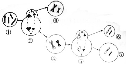 如图是某动物生殖细胞形成过程的简图,请回答下列问题