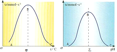 探究温度和ph对酶活性的影响,据图回答下列问题(1)甲图中影响酶活性