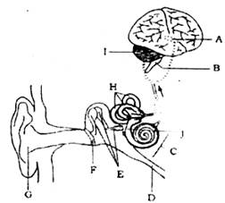 下图是人的耳和脑的结构示意图,请据图回答