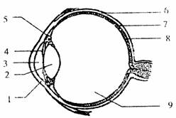下圖為眼球結構示意圖,請回答下列問題.