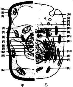 圖甲,乙分別表示高等植物細胞和高等動物細胞的亞顯微結構,請據圖回答
