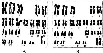 人类染色体手绘图图片