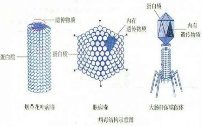 烟草花叶病毒结构图图片