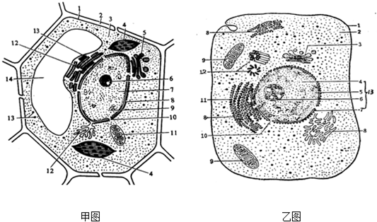 如圖是動植物細胞結構模式圖.據圖回答下列問題