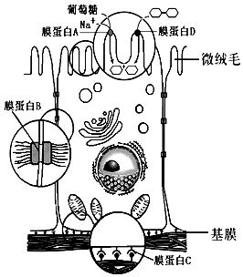 圖示小腸上皮細胞亞顯微結構示意圖,請據圖回答下列問題