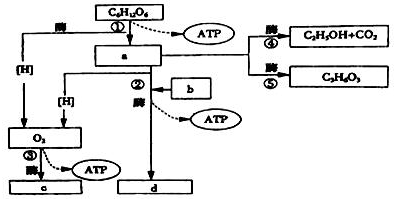 (3)①⑤過程中表示酵母菌無氧呼吸的是___.