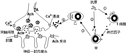 "神经-肌肉接头"的结构和功能与突触类似,其结构如下图.