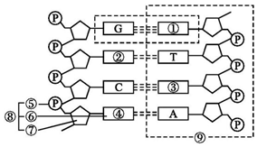 ⑨是一條脫氧核糖核苷酸鏈片段
