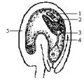 右图为荠菜胚发育的某时期示意图