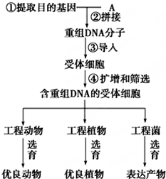 抗虫棉基因工程流程图图片