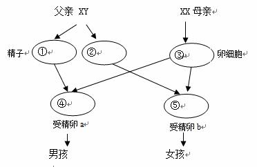 遗传图解不写配子图片