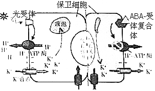 如圖所示為光照和脫落酸(aba)凋節氣孔開閉的機理示意圖,其中h