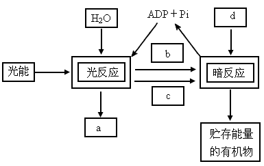 如图为光反应,暗反应联系示意图,请根据图回答下面的问题